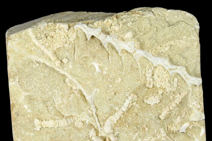 Plate of Archimedes Screw Bryozoan Fossils - Alabama #178257